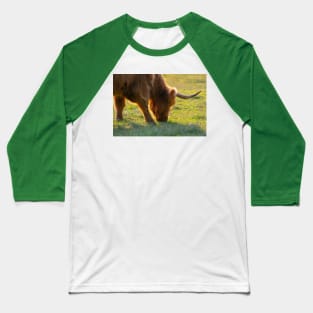 Longhorn Cattle Baseball T-Shirt